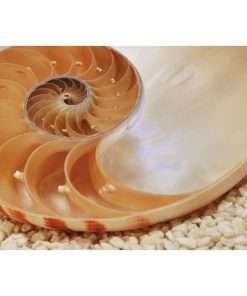 FOTOMURALE da parete con PAESAGGIO 184 x H 127 cm NAUTILUS 1-601 KOMAR