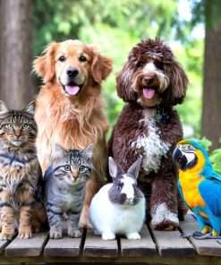 Cibo e Accessori per Animali