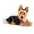 Cane Pastore Tedesco Rusty (11245)